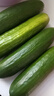 京喜加新鲜无刺水果小黄瓜小青瓜脆甜荷兰脆嫩生吃黄瓜蔬菜 水果黄瓜 2斤 带箱活动 实拍图