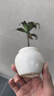 八芽海岛罗汉松指尖微型盆栽桌面小绿植迷你拇指好养植物源头直发包邮 竹柏-陶瓷小茶罐盆-竹底托-铺面石 陶瓷盆-带盆栽好 实拍图