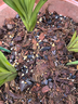 漫生活兰花营养土15L兰科基质土花土花肥肥料进口花土蝴蝶兰春兰蕙兰 实拍图