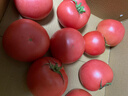 京鲜生 山东海阳普罗旺斯净重4.5斤单果150g起新鲜沙瓤西红柿源头直发 实拍图