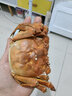 【活蟹】湖鲜阳澄大闸蟹全母2.8-3.1两8只去绳足重鲜活螃蟹海鲜水产送礼礼盒装源头直发 实拍图
