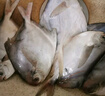 鲜到鲜得 冷冻东海银鲳鱼净重800g 平鱼 生鲜 鱼类 实拍图