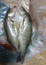 钓鱼记海鲈鱼0.8斤-1斤/条 三去调味 地标品 冷冻真空锁鲜 生鲜 鱼类 实拍图