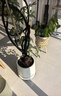 叹为观止大型植物发财树各种大颗盆栽开业乔迁客厅办公室内好养大型花卉 造型鸭脚木【1.4-1.6米】 含盆 实拍图