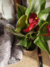 红掌盆栽白粉掌一帆风顺带花特大号花卉室内客厅面水培植物好养 约30cm精品红掌-圆柱玻璃瓶 带盆栽好 实拍图