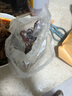北海印象七星大鱿鱼干500g 北海特产干鱿鱼干货煲汤火锅食材 源头直发包邮 实拍图