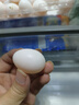 保卫蛋蛋新鲜鸽子蛋农家孕妇宝宝杂粮喂养送礼礼盒年货节礼盒送礼 初生头产丨鸽子蛋30枚（400g） 实拍图