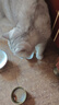 京东京造 小鸟胃猫主食罐头40g*12 混合零食全价美毛免疫牛奶湿粮成幼猫 实拍图