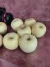 甜萌果蔬山东维纳斯苹果黄金好吃新鲜苹果平安夜水果礼盒圣诞节送礼 5斤12A甄选装【单果约90-100mm】净4.5 实拍图