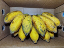小米蕉软糯香甜自然种植宗坤甜糯正宗小米蕉薄皮手指水果 带箱2斤 实拍图