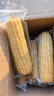 京鲜生东北白糯玉米330g*8根 甜黏玉米低脂早餐代餐粗粮真空装 源头直发 实拍图