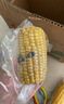当季新货头茬东北黄甜糯玉米棒真空包装低脂黄糯大棒甜东北黏苞米 黄糯玉米【120-160克】6根 实拍图