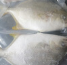 环球水产 冷冻南海二去金鲳鱼900g2条 去鳃去脏 深海鱼鱼类  海鲜家庭聚餐 实拍图