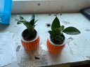 新大叶金钻绿公主盆栽植物除甲醛绿植办公室四季常青室内客厅摆放 【拍一发二】金钻+橙南瓜吸水盆 含盆高度15-20厘米 实拍图