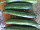 山东寿光水果黄瓜生吃脆新鲜荷兰青瓜当季无刺小黄瓜源头直发 精品水果黄瓜 3斤 实拍图