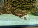 疯狂水草孔雀鱼活体水族宠物观赏鱼冷水耐活小型热带鱼淡水鱼苗 【4CM左右】临产孔雀鱼E 共8条 实拍图