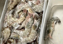 鲜京采 原装进口厄瓜多尔白虾 净重3.3斤 大号30-40规格 50-66只/盒 实拍图