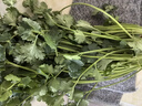 带根香菜100g 实拍图