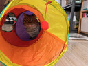 欢宠网猫玩具猫咪猫隧道钻袋子钻洞逗猫自嗨神器解闷球猫猫幼猫小猫宠物 实拍图