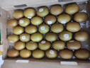 佳沛（zespri）新西兰  阳光金奇异果16粒礼盒经典果单果约 77-103g 水果 猕猴桃 实拍图