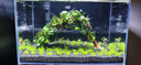 YEE超白鱼缸桌面客厅生态斗金鱼乌龟缸造景小型水草养鱼玻璃裸缸40cm 实拍图