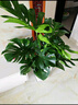 叹为观止大型植物发财树各种大颗盆栽开业乔迁客厅办公室内好养大型花卉 龟背竹【1-1.2米】 含盆 实拍图