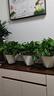 双盟绿萝盆栽除甲醛花卉绿植办公室新房净化空气180菱形3盆源头直发 实拍图