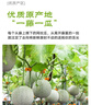 京鲜生 海南网纹蜜瓜 4-6粒装 净重10斤起 生鲜水果礼盒 实拍图