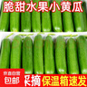 山东寿光水果黄瓜生吃脆新鲜荷兰青瓜当季无刺小黄瓜源头直发 精品水果黄瓜 3斤 实拍图