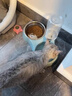 甜浪海猫碗双碗自动喂食器不锈钢狗盆幼猫吃饭喝水防打翻饮水机宠物食盆 实拍图