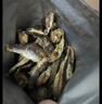 三只松鼠即食黄鱼酥香酥小黄鱼干烤鱼片休闲零食肉干肉脯办公室小吃 新品-黄鱼酥原味250g1包 实拍图