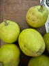 京鲜生 新疆特级库尔勒香梨 净重5斤单果120g以上 生鲜水果 实拍图