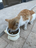 甜浪海猫碗陶瓷猫粮碗狗碗猫食盆猫咪喝水碗高脚斜口防打翻护颈喂食碗 实拍图