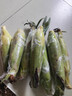 顾果鲜广西白糯牛奶玉米9斤新鲜现摘黏粘棒子带皮生苞米甜嫩农家自种 9斤 实拍图