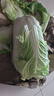 【霜打菜】新鲜大白菜玉田大白菜更甜早餐火锅超市京东包邮 4-6斤含箱 实拍图