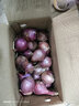 京鲜生山东紫皮小洋葱净重3斤装 新鲜白肉脆甜30g-150g小葱头 源头直发 实拍图