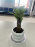 绿有意 绿植花卉办公室客厅桌面盆栽摆件简约创意网红北欧绿植ins云朵盆 发财树+甜甜圈PET树脂盆+托盘+肥料 北欧风格网红绿植 实拍图