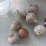 云南紫皮独头蒜干蒜果经3.0mm+ 大果直径3.0左右（7头） 实拍图
