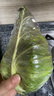 云南小包菜新鲜卷心菜农户自种蔬菜绿甘蓝鲜嫩可口单果250g起 绿甘蓝 8斤 实拍图