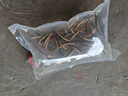 活泥鳅 户外垂钓钓鱼专用饵料饲料鱼本地金鳅鲜活淡水乌龟龙鱼饲料活体泥鳅批发 5-9厘米泥鳅50条 实拍图