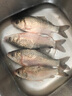 川泽子线双钩狼牙鱼钩竞技黑坑防缠绕鱼钩绑好套装钓鱼钩成品全套渔具 竞技狼牙【细条】钩6;线0.6-0.8 20付成品套装 实拍图