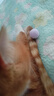 欢宠网猫玩具猫咪逗猫棒毛绒球枪发射器自嗨神器解闷猫猫幼猫小猫宠物 实拍图