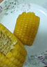 十月稻田 四平黄糯玉米 3.52斤(220g*8根)东北玉米棒 低脂早餐 零食 实拍图
