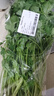 带根香菜100g 实拍图