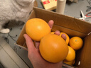 京觅 江西赣南脐橙8斤净重橙子单果150g起纽荷尔甜橙新鲜水果源头直发 实拍图