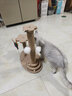 HELLOJOY猫抓板猫爬架一体耐磨不掉屑剑麻抓柱耐抓逗猫棒猫咪玩具自嗨解闷 实拍图