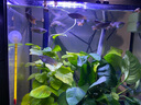 森森消化菌硝化细菌液体水族净化鱼缸非鱼药水质净水剂消化em菌 云系无味鲜活硝化菌【650ML】 实拍图