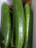 京鲜生 山东荷兰水果黄瓜净重5斤 单果70g+ 健康轻食早餐 源头直发 实拍图