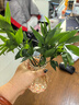 驱蚊竹柏水培植物大棵室内水养绿植花卉盆栽办公室桌面驱蚊草好养 精选竹柏10棵+透明钻石瓶+肥+石 实拍图