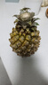 正宗海南金钻凤梨新鲜水果当季树上熟芒果凤梨【催熟食用】 1粒装单果500g-650g【7成熟，催熟再吃】 实拍图